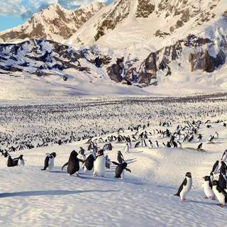 Happy Feet Picture 8