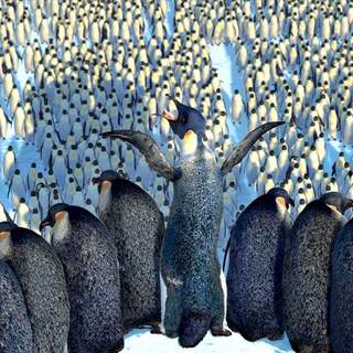 Happy Feet Picture 26