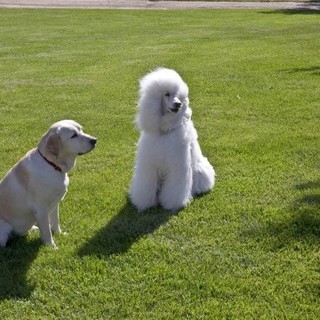 Christmas Wedding Tail, A Picture 6
