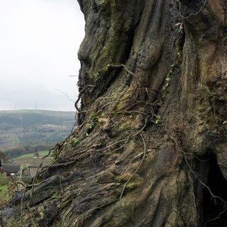 Lewis MacDougall stars as Connor in Focus Features' A Monster Calls (2016)