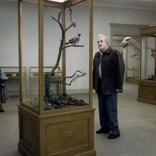 Pigeon Sat On A Branch Reflecting On Existence, A Picture 1