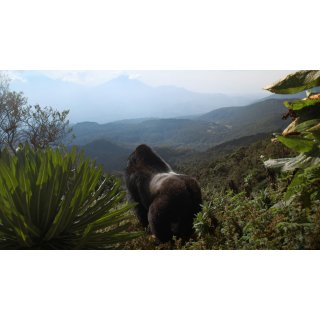 A Gorilla Story: Told by David Attenborough (2026)