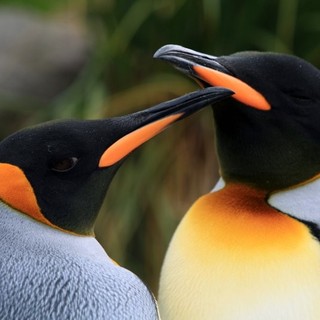 Adventures Of The Penguin King Picture 4