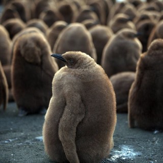 Adventures Of The Penguin King Picture 5