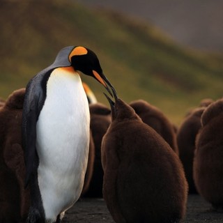 Adventures Of The Penguin King Picture 6