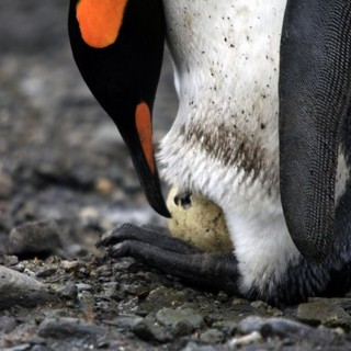 Adventures Of The Penguin King Picture 7