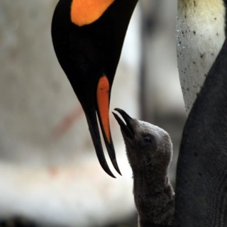 Adventures Of The Penguin King Picture 8
