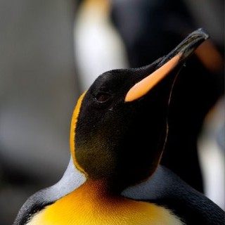 Adventures Of The Penguin King Picture 9