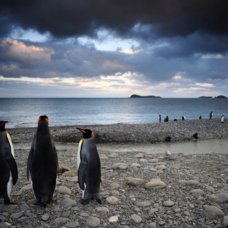 Adventures Of The Penguin King Picture 11