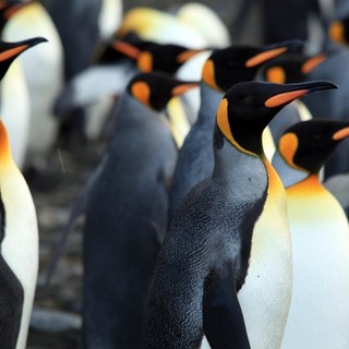 Adventures Of The Penguin King Picture 21