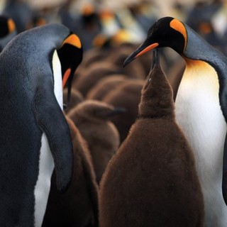 Adventures Of The Penguin King Picture 22
