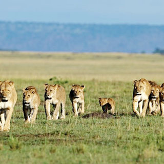 African Cats Picture 2
