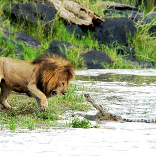 African Cats Picture 5