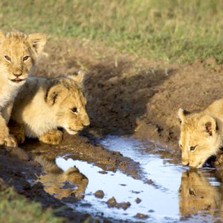 African Cats Picture 6