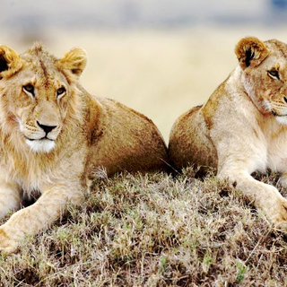 African Cats Picture 7