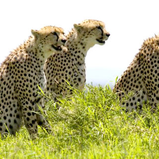 African Cats Picture 8