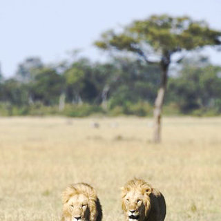 African Cats Picture 9