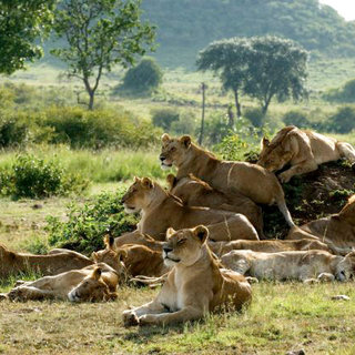 African Cats Picture 10