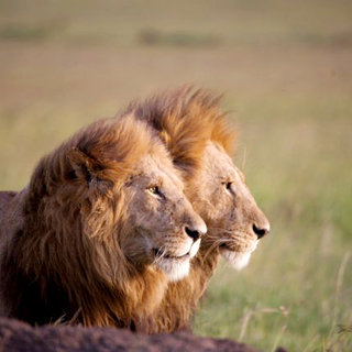 African Cats Picture 11