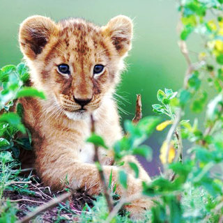 African Cats Picture 12