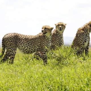 African Cats Picture 13
