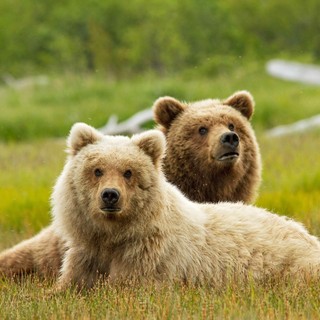 A scene from Disneynature's Bears (2014)