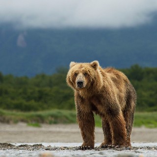 A scene from Disneynature's Bears (2014)