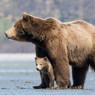 A scene from Disneynature's Bears (2014)