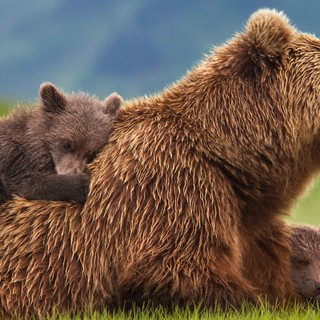 Sky, Amber and Scout from Disneynature's Bears (2014)