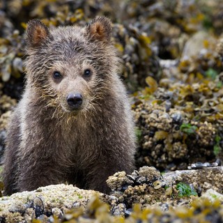 A scene from Disneynature's Bears (2014)