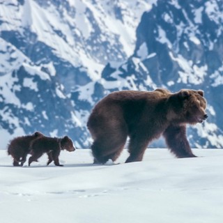 A scene from Disneynature's Bears (2014)