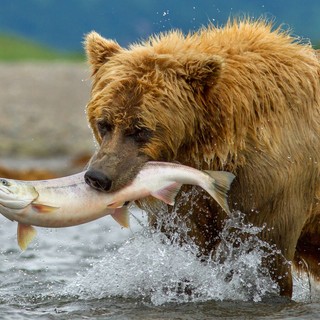 A scene from Disneynature's Bears (2014)