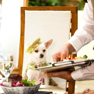Beverly Hills Chihuahua Picture 1