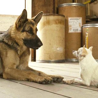 Beverly Hills Chihuahua Picture 7