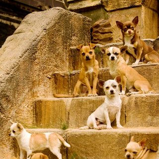 Beverly Hills Chihuahua Picture 14