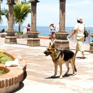 Beverly Hills Chihuahua Picture 16
