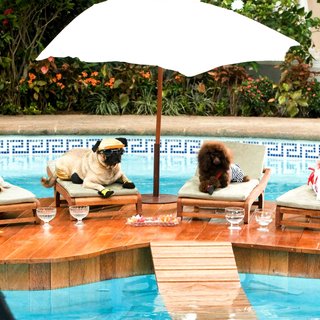 Beverly Hills Chihuahua Picture 17