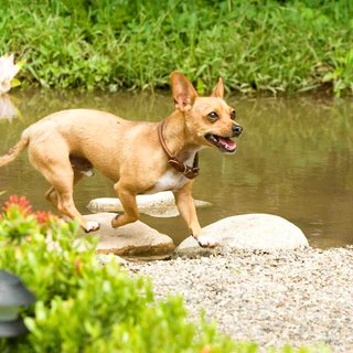 Beverly Hills Chihuahua Picture 18