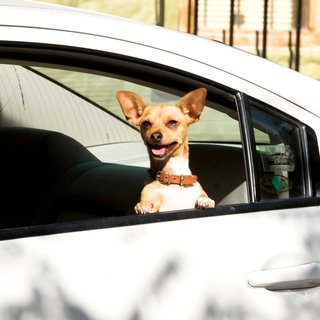 Beverly Hills Chihuahua Picture 19
