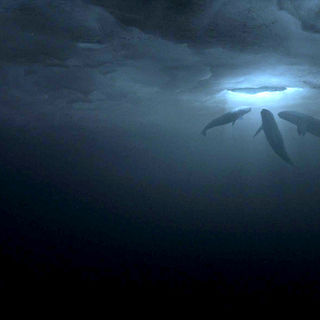 Big Miracle Picture 8