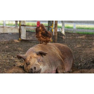 Biggest Little Farm, The Picture 2