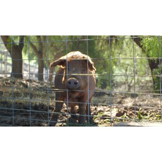 Biggest Little Farm, The Picture 7