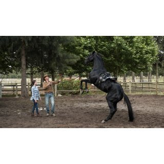 Black Beauty Picture 1