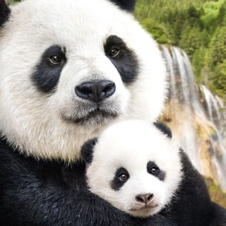 Poster of Disneynature's Born in China (2017)