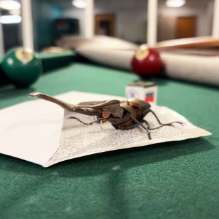 Bug Behind Schedule (2026)