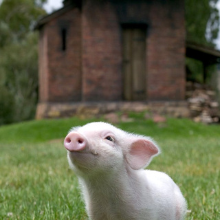 Charlotte's Web Picture 3