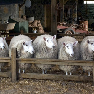 Charlotte's Web Picture 6