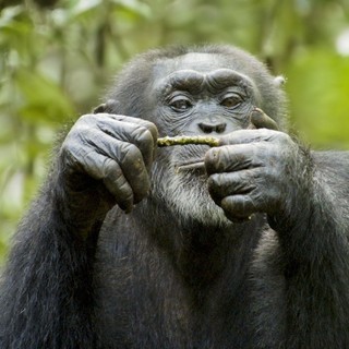 Chimpanzee Picture 13