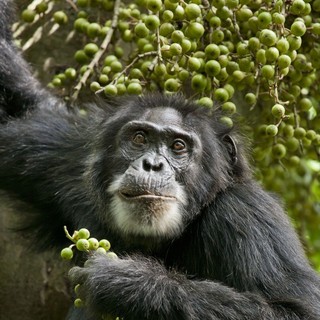 Chimpanzee Picture 16