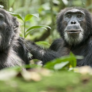 Chimpanzee Picture 18